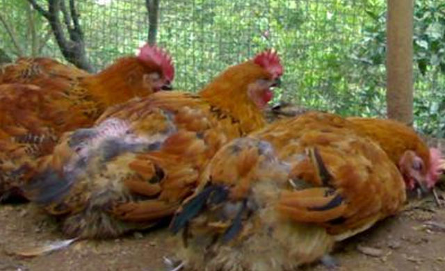 气囊炎还有救么,气囊炎的症状及治疗方案