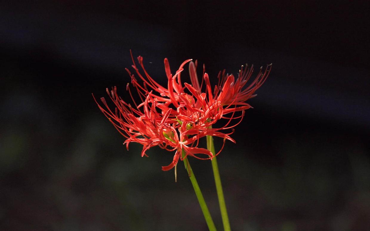 彼岸花为什么叫黄泉第一花,彼岸花为什么被称为黄泉路上的花