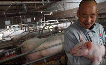 专家：非洲猪瘟发生，2019年猪周期将提前到来，请养猪人做好准备