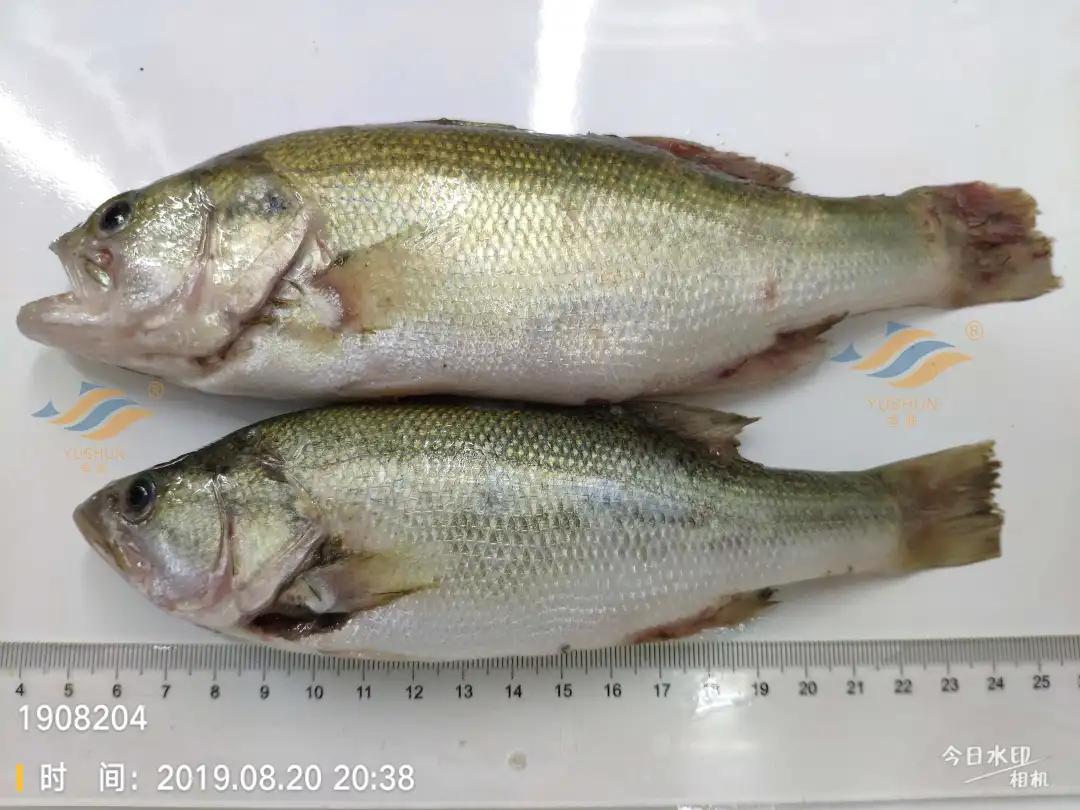 加州鲈常见病害及临床表现,加州鲈黑斑病