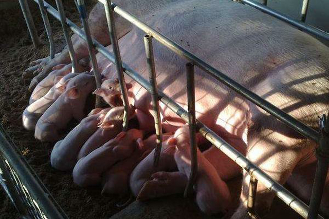 母猪下仔最快的方法,母猪产崽慢怎样解决