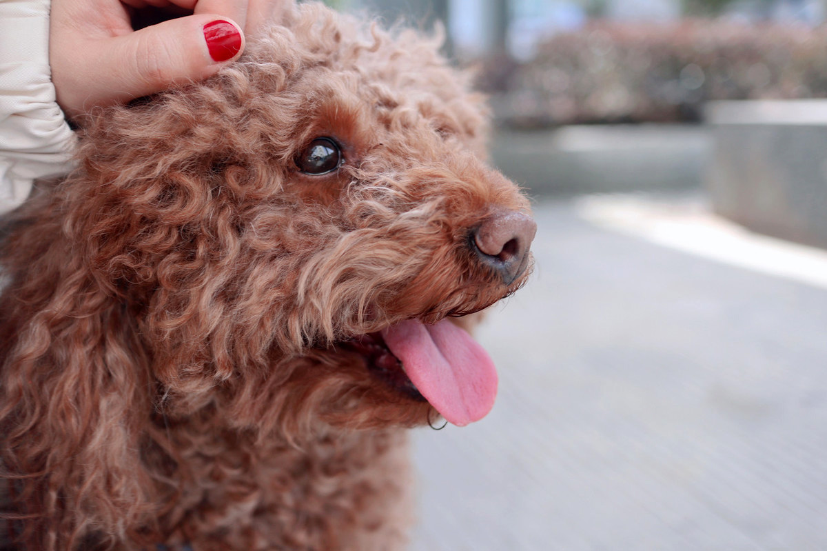 泰迪走失2天,泰迪走失后坐在原地