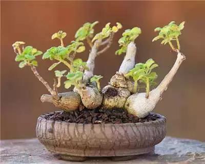 多肉大师手绘花盆,多肉顶级玩家