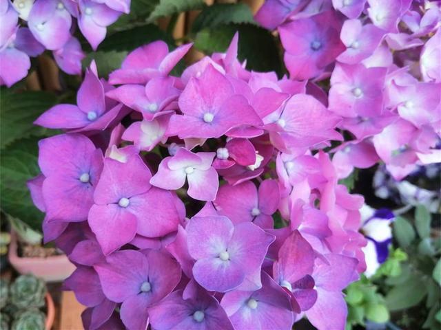 一棵绣球死了，花友找到花市老板理论，绣球也会“假死”不要放弃