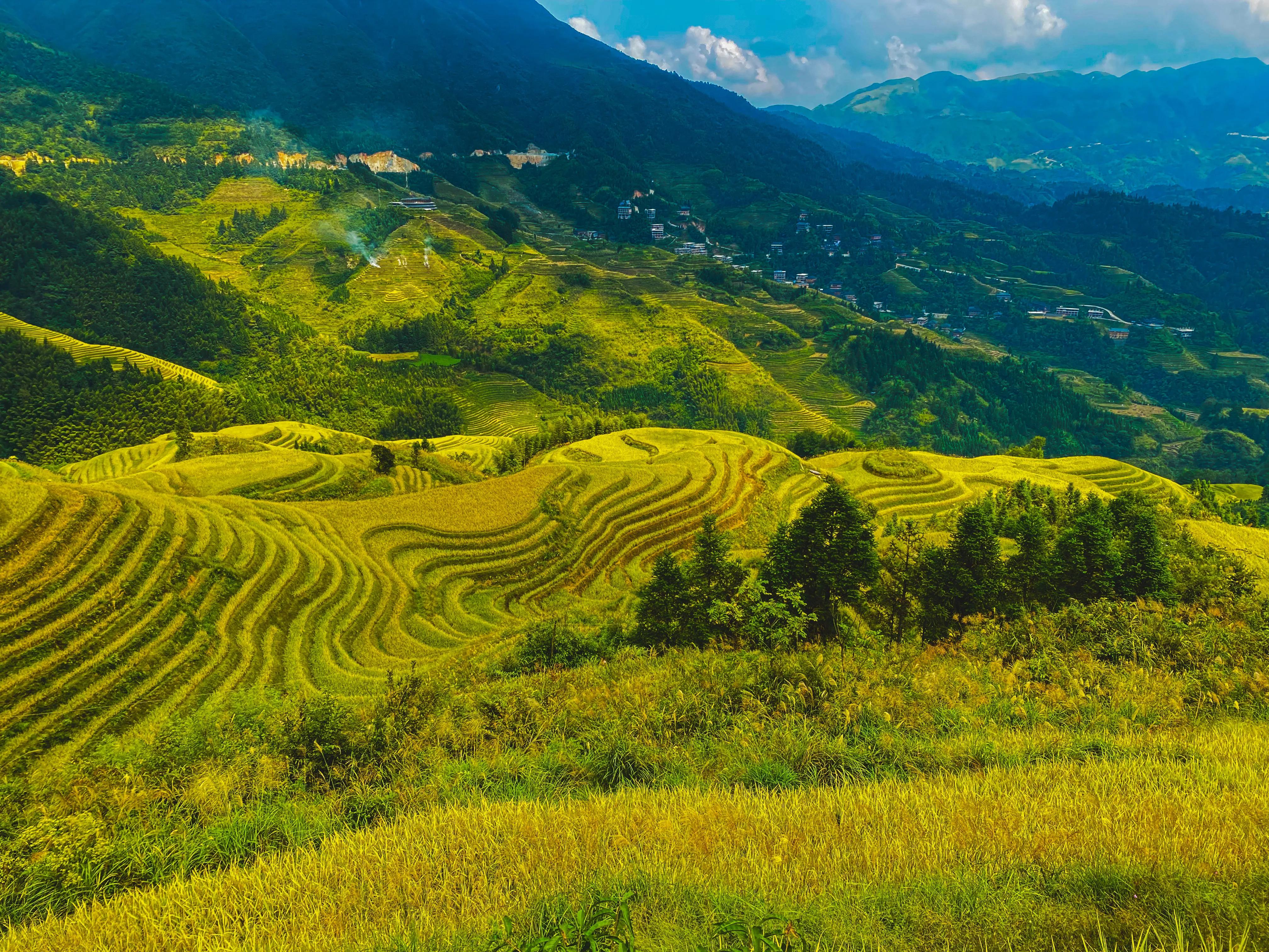 龙胜龙脊梯田香米,龙胜龙脊梯田分红