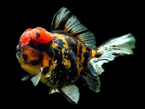 这些五彩斑斓的金鱼养眼又养心,最美的观赏金鱼值得一看