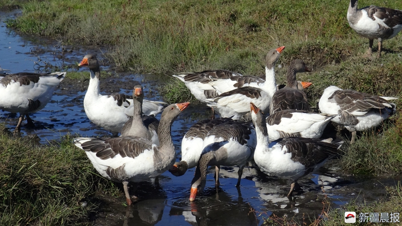 养鹅发家致富的经历,养鹅致富的大叔