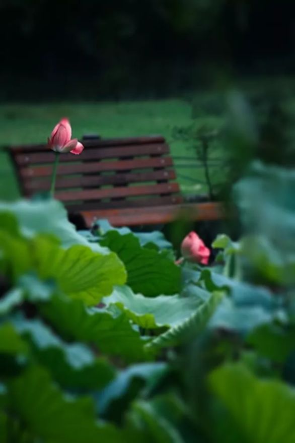 古诗词里纳凉,诗词夏季乘凉