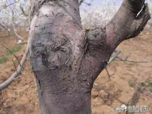 梨树高产栽培书籍,高产梨树苗培育