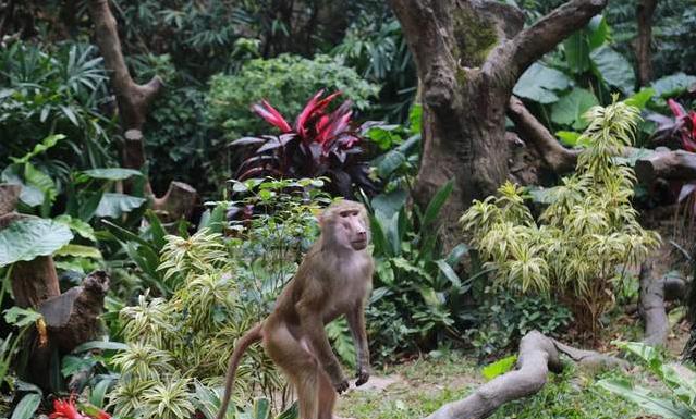 广州长隆四天三晚旅游推荐,4天去广州长隆和珠海看海怎么玩