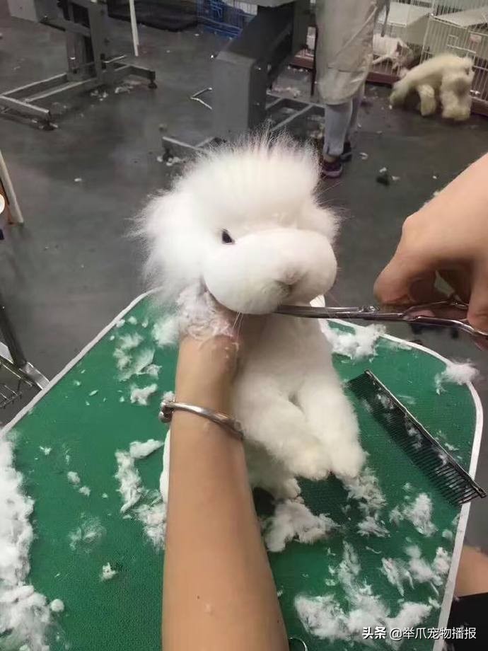 可爱长毛绒兔,长毛仓鼠可爱瞬间