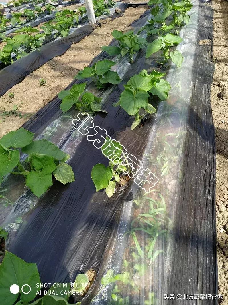 种植地膜的覆盖方法有哪些,什么地膜除草效果最好