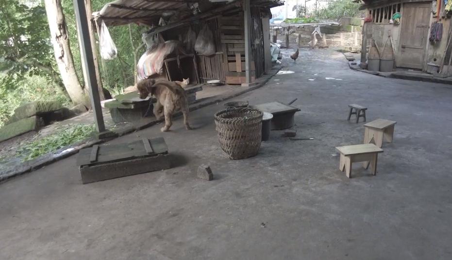 被救助的金毛弃养犬,被领养的金毛怎么处理最好