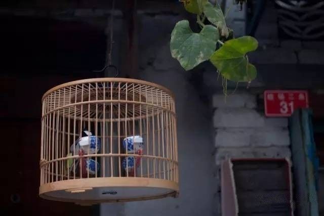 北京女孩拆迁后的自述,一个北京姑娘移民