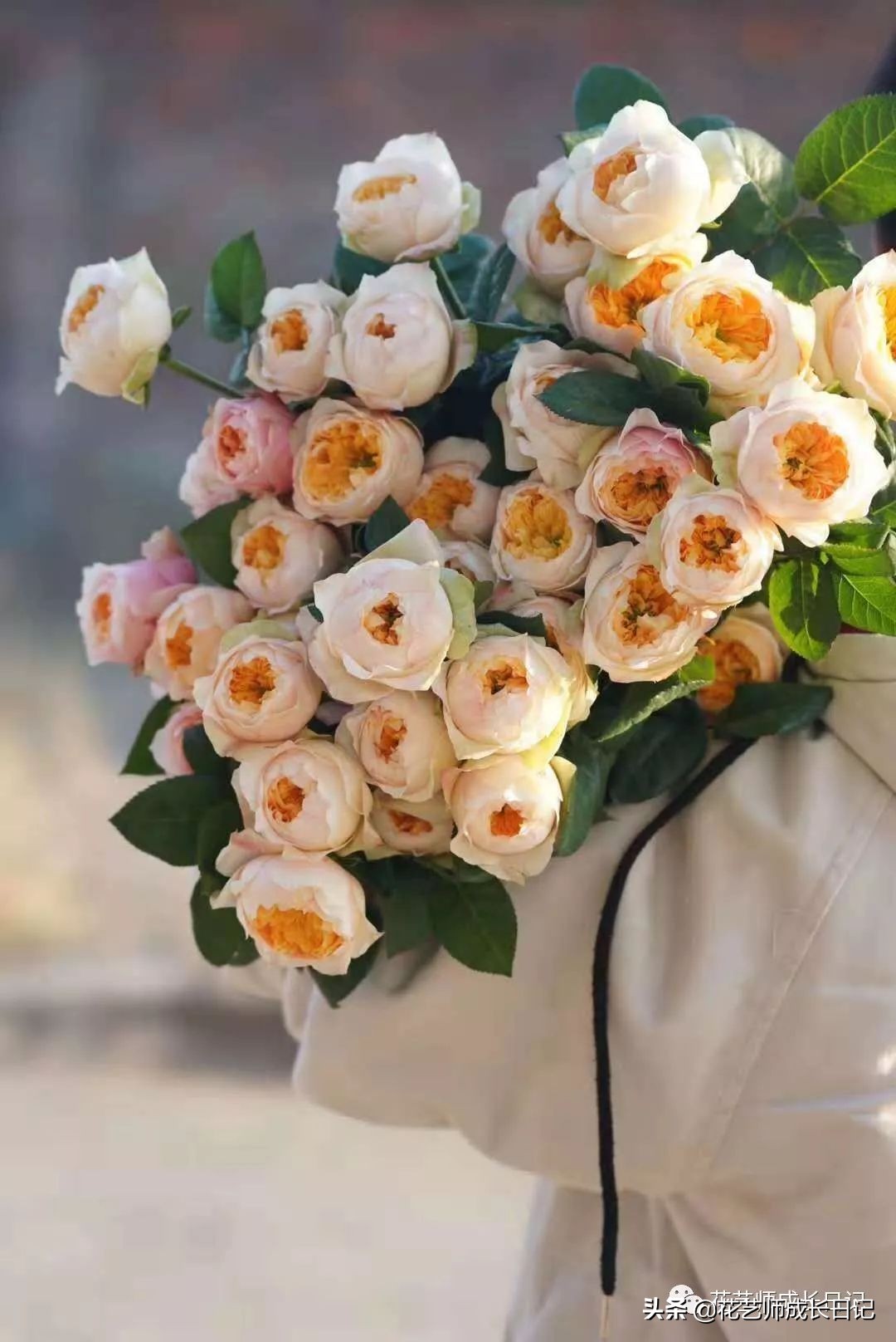 十大奢侈玫瑰品种黄玫瑰,暗黄色的玫瑰是什么品种