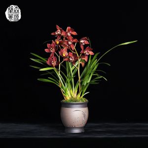 它是兰花中的“开花机器”，一年开3次，花味香浓，花色火红喜庆