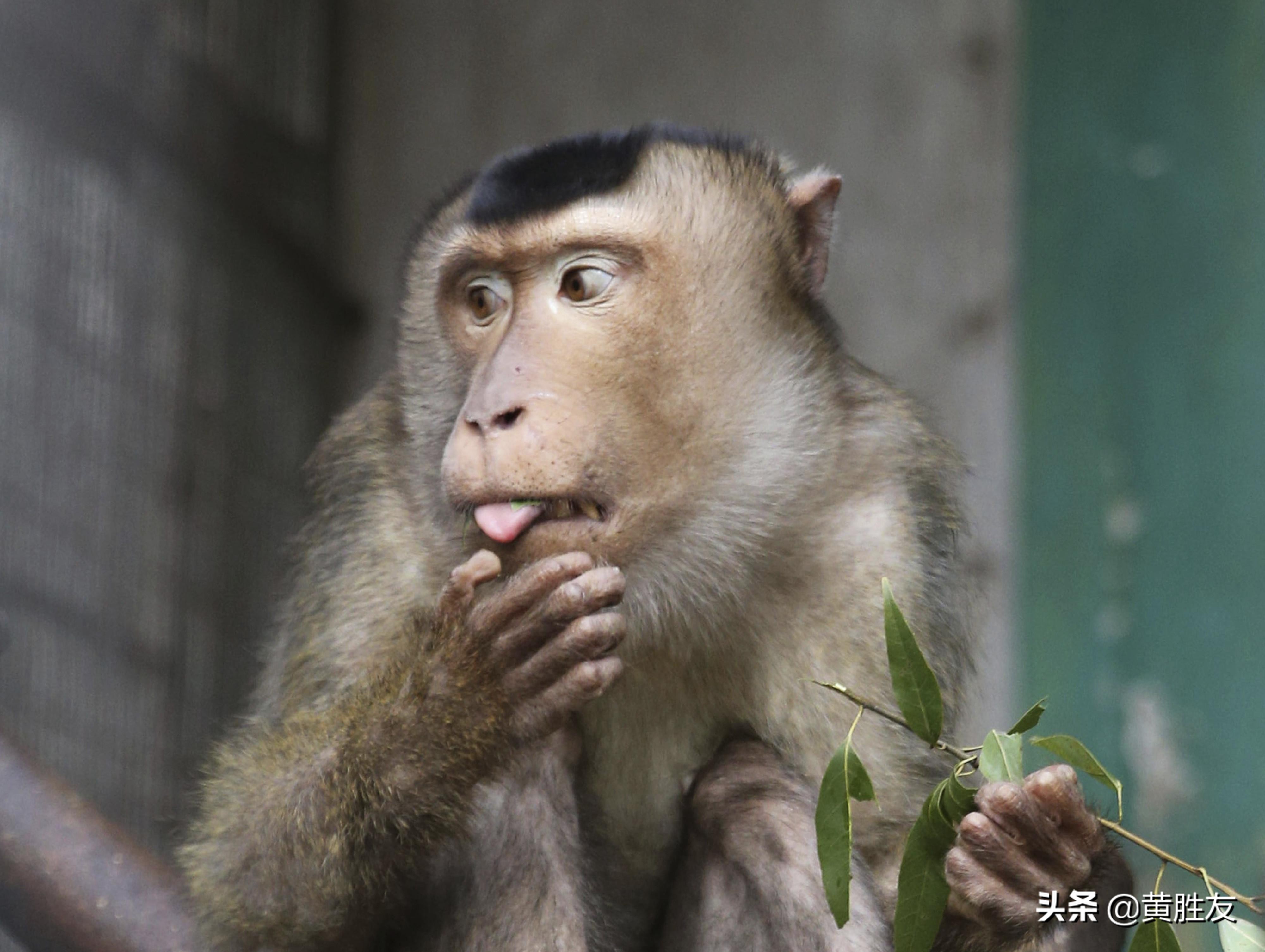 日本首次确诊变异病毒感染者,日本首例病毒感染者