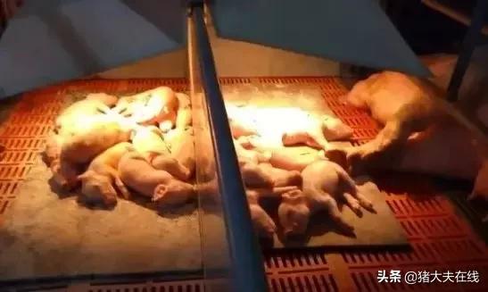 断奶仔猪拉白痢用什么药,断奶小猪白痢怎么治