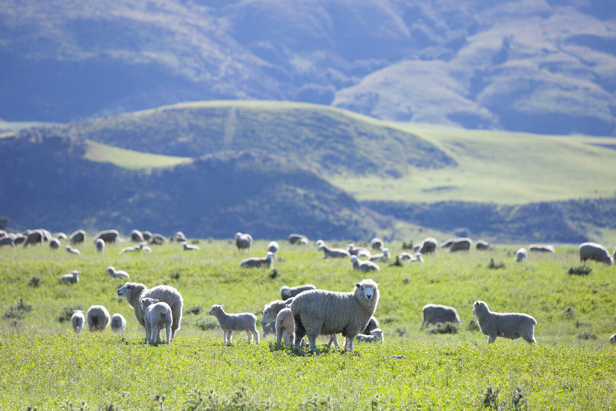 新西兰培育放屁少的羊,新西兰减少羊养殖的原因