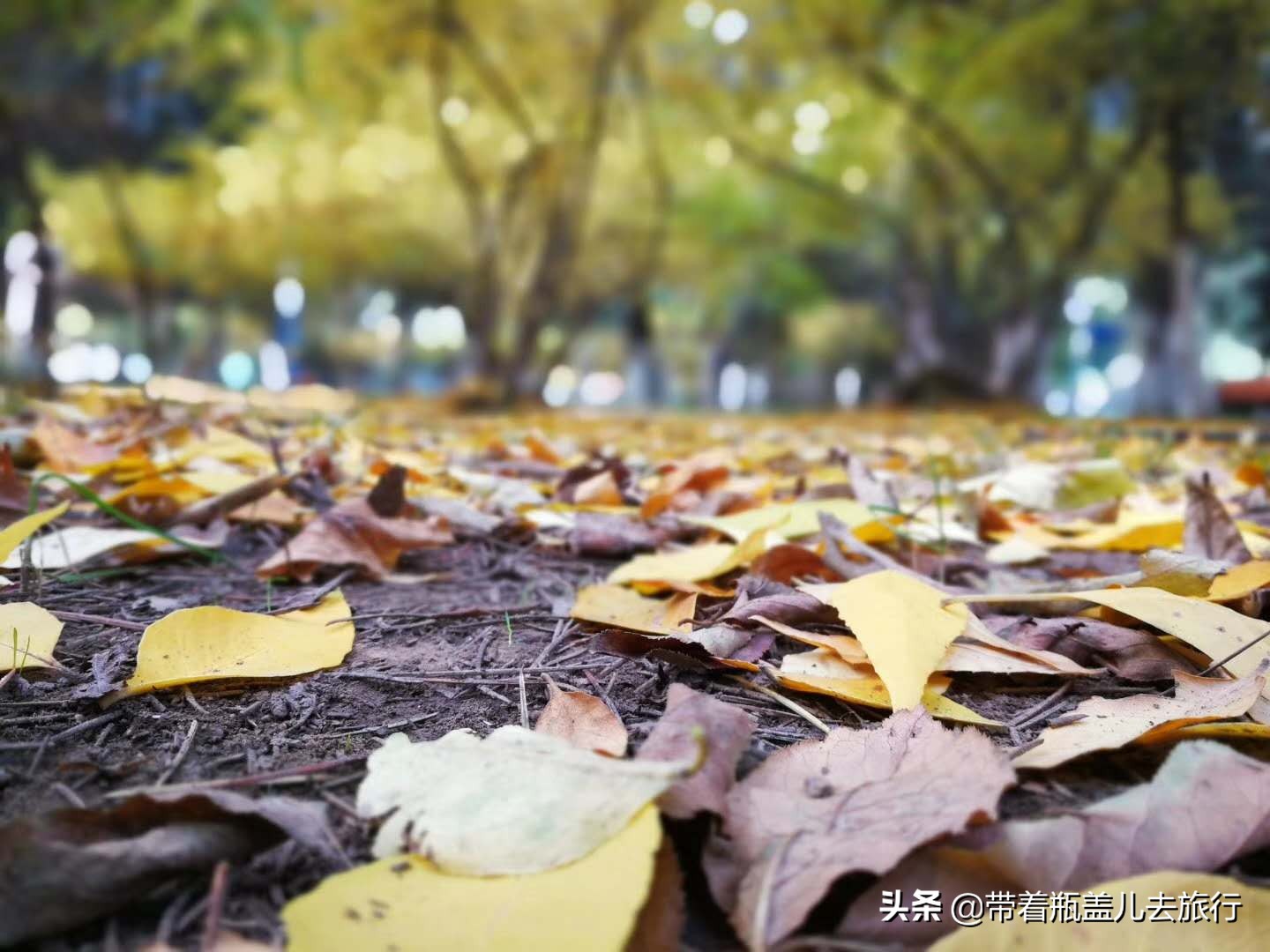 兰州一日游大学生,兰州大学榆中一日游