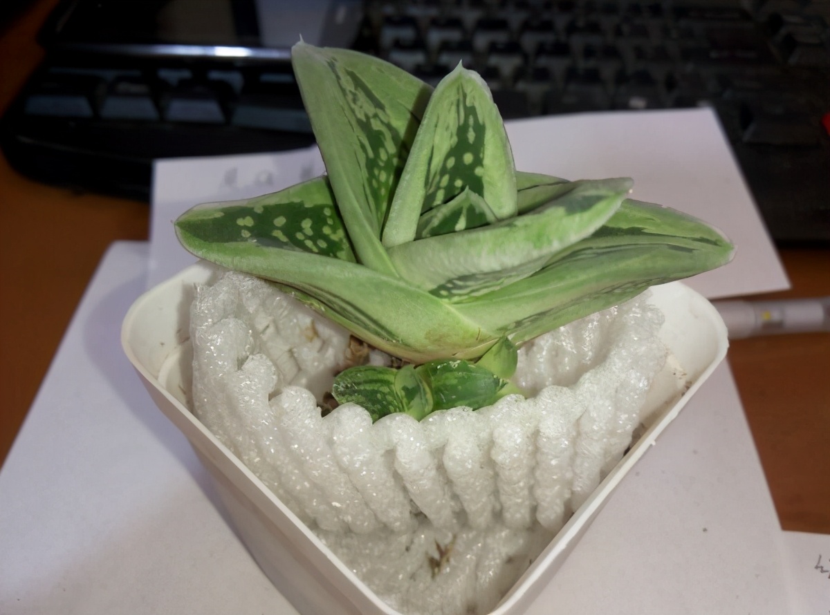 耐阴多肉植物室内,30种耐阴植物室内盆栽