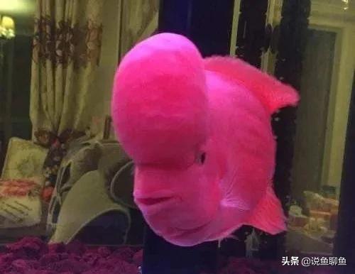 罗汉鱼蹭缸用什么药,罗汉鱼蹭缸抖动怎么回事