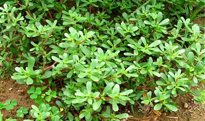 适合山东地区种植的珍稀树种,十种常见观赏草有哪些