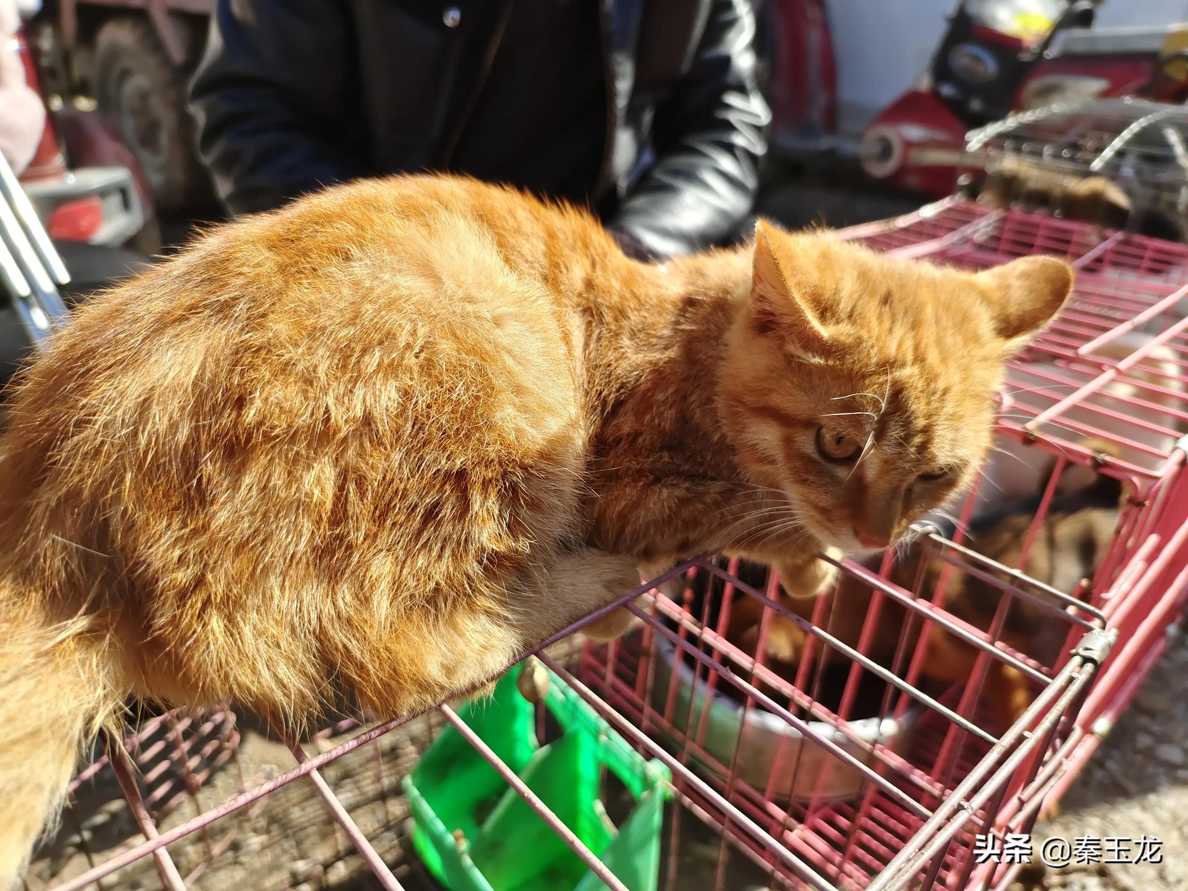 狗市，市井文化的洼地