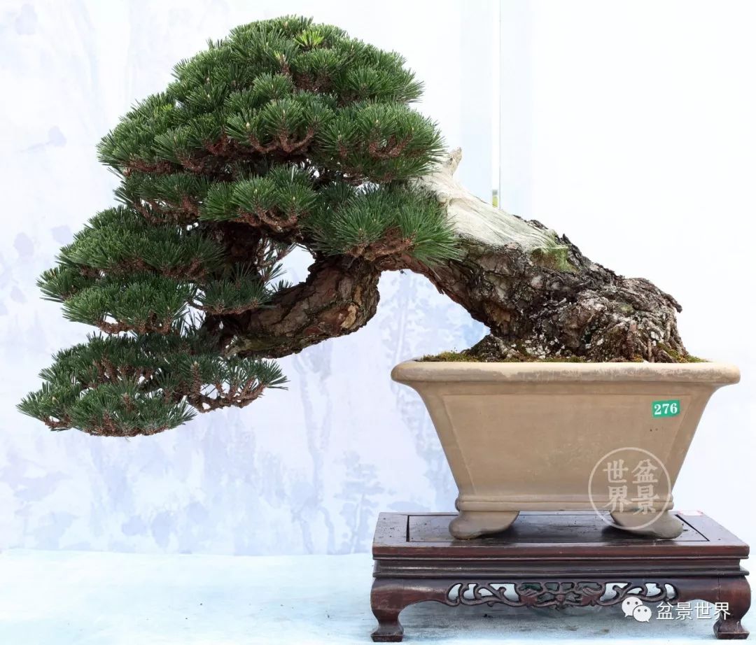 不可多得的黑松盆景素材,富贵大气的盆景有哪些