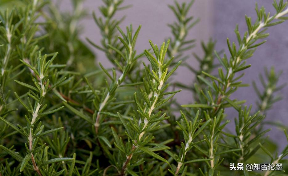 十大收益最高的中药材种植,种植什么中药材收益比较高