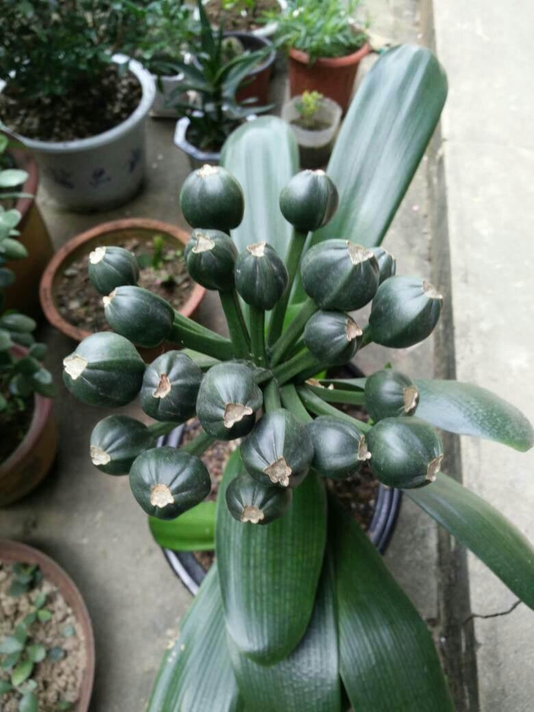 刚买回来的君子兰小苗怎么栽植,刚分出来的君子兰小苗怎么栽