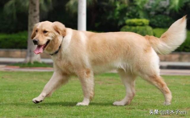 金毛曾经备受追捧，为什么如今大家都不喜欢养金毛了？长见识了