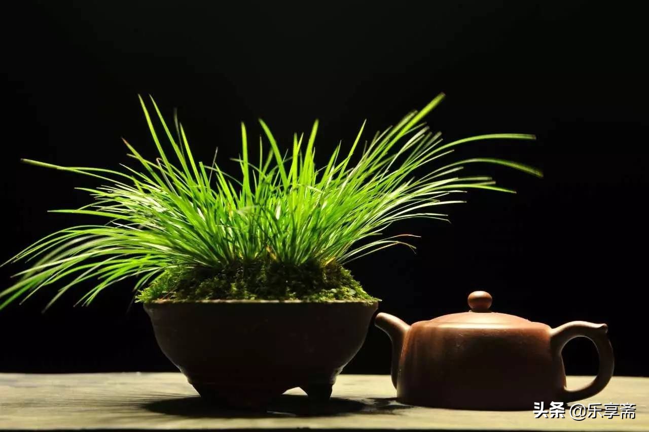 菖蒲的乐趣在哪里,菖蒲要怎么打理好看