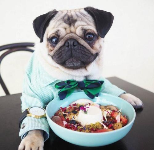 养巴哥犬需要准备什么,巴哥犬好养还是法斗好养