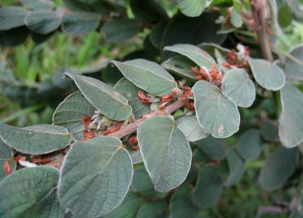 农村的一种草叶子小有刺很长,农村路边长得像凤尾的一种草