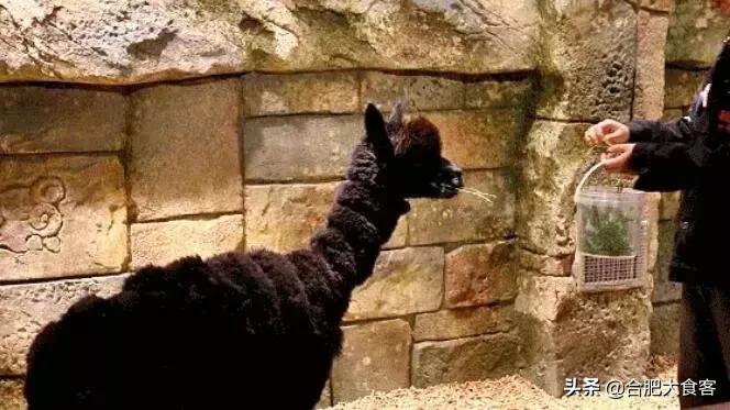 合肥动物园值得看的地方,合肥最好玩的动物园是哪