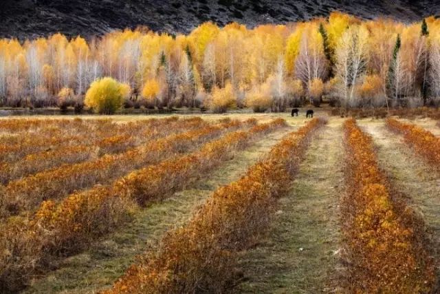 阿勒泰秋季旅行,新疆旅行阿勒泰秋天
