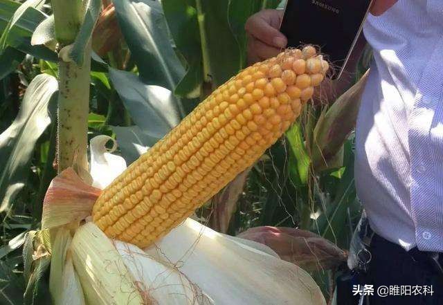 今年最新哪个玉米种高产,现在最高产的玉米新品种