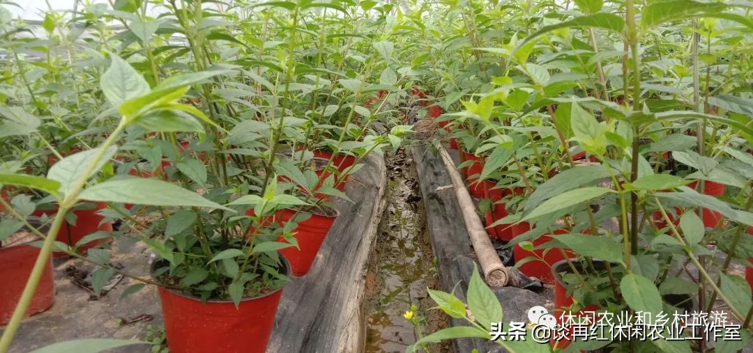 红果参的种植技术与市场前景,水果红果参的功效与作用