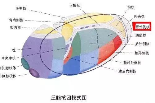 减肥吃什么零食可以消除饥饿感,减肥期间的饥饿感什么时候会消失