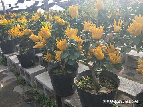 佛手柑资料,佛手柑的药用价值和市场前景