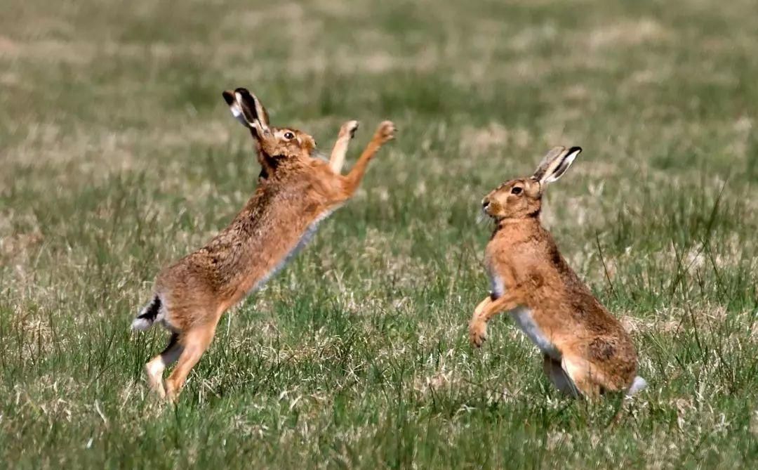 研究表明卵子具有选择性,科学家发现卵子对精子偏爱