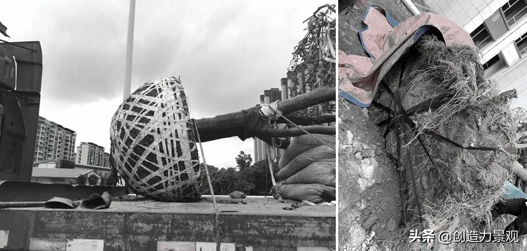 如何对植物进行管理,植物苗期管理视频