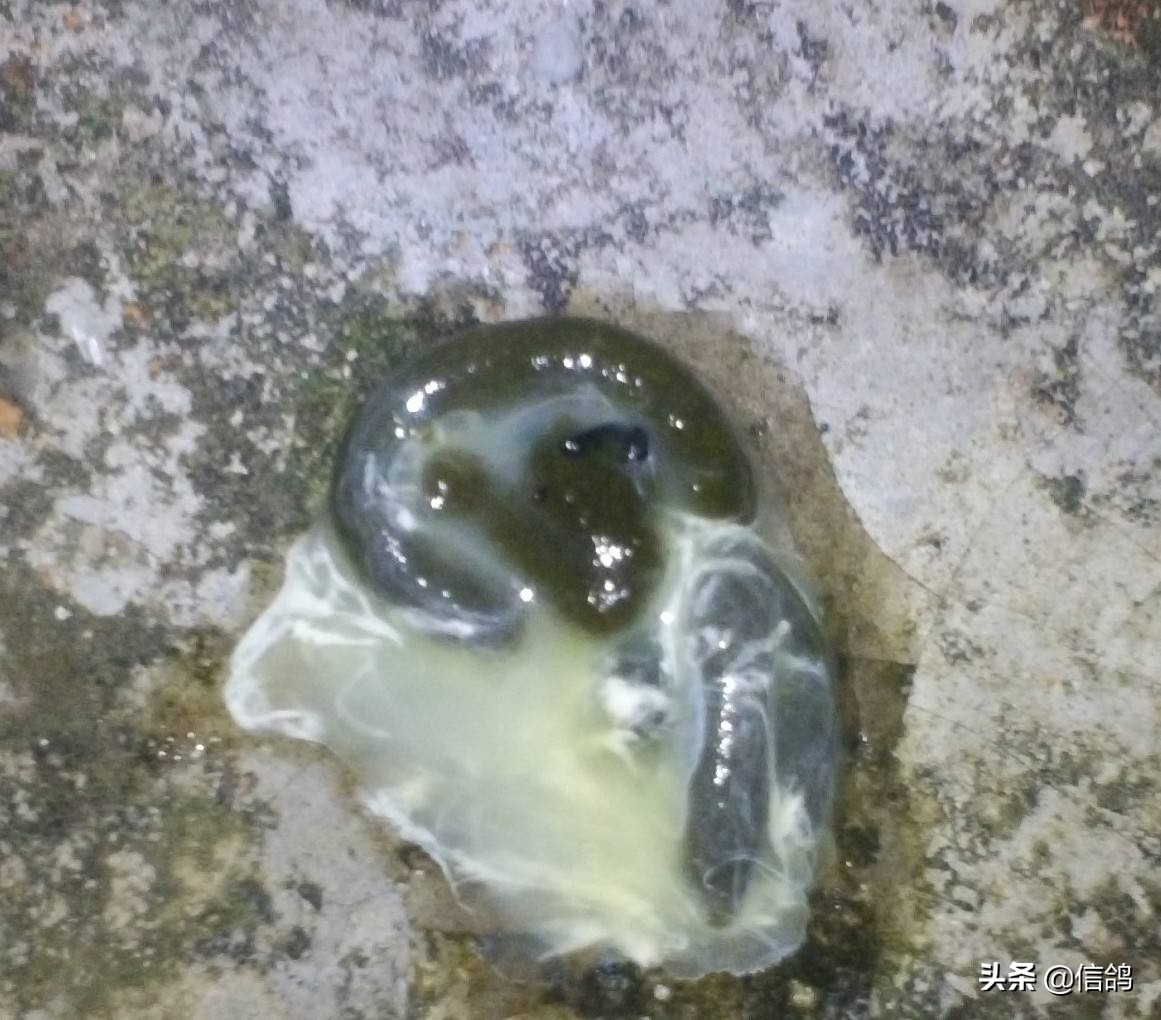 冬天信鸽常见病有哪些,信鸽病怎么治疗最有效