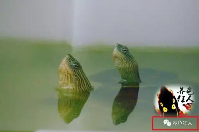 中华花龟和台湾花龟有什么区别,斑纹草龟和普通草龟的区别