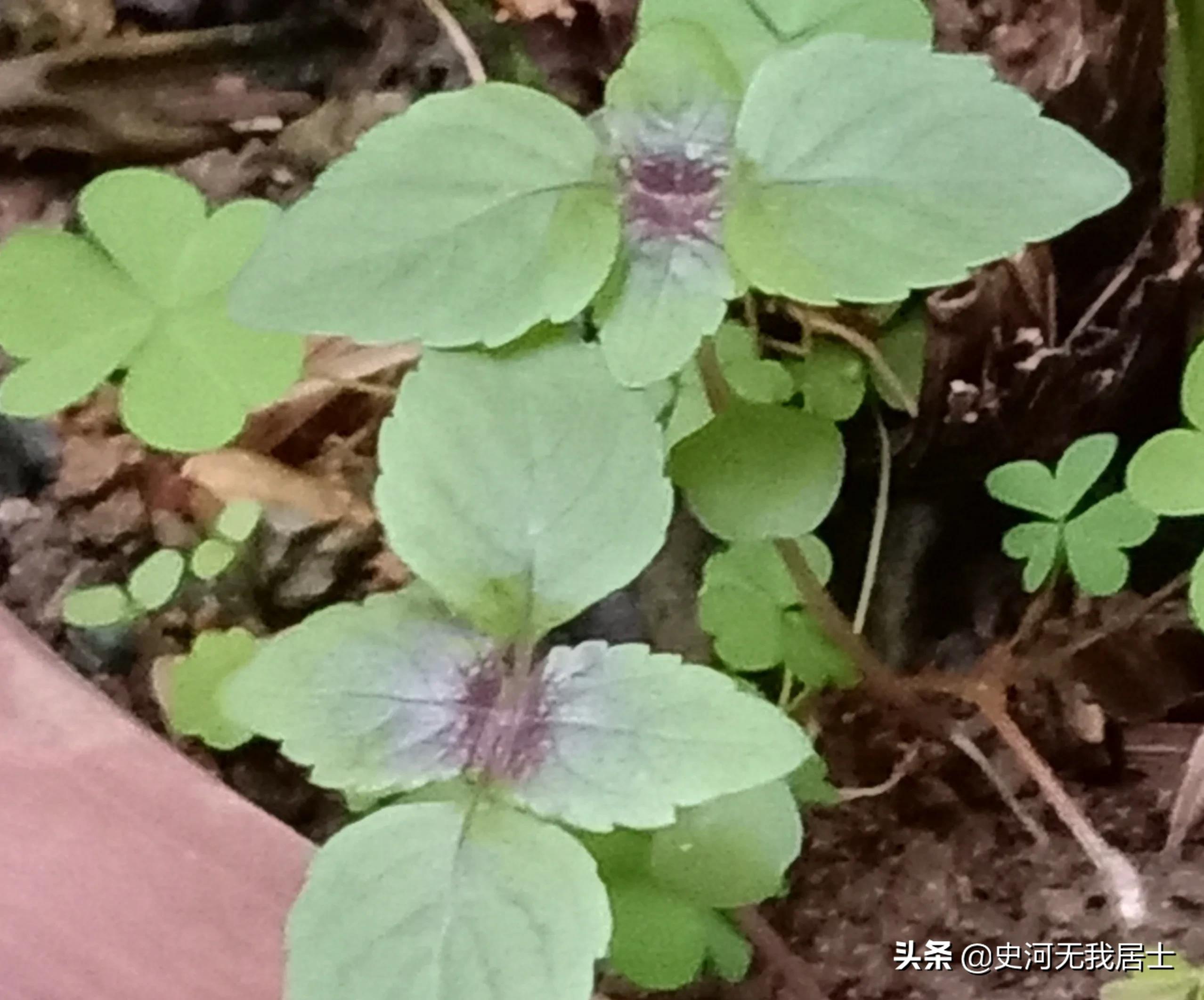 时光荏苒说的是紫苏吗,紫苏与时光荏苒