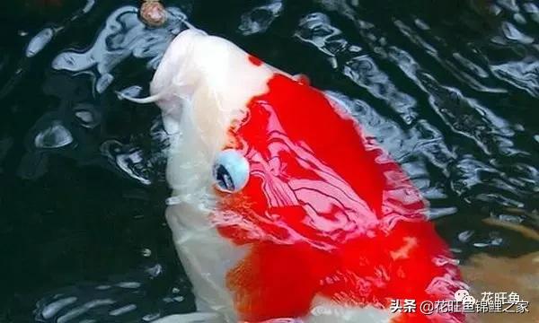 日本锦鲤怎么喂食,大小锦鲤混养小锦鲤如何喂食