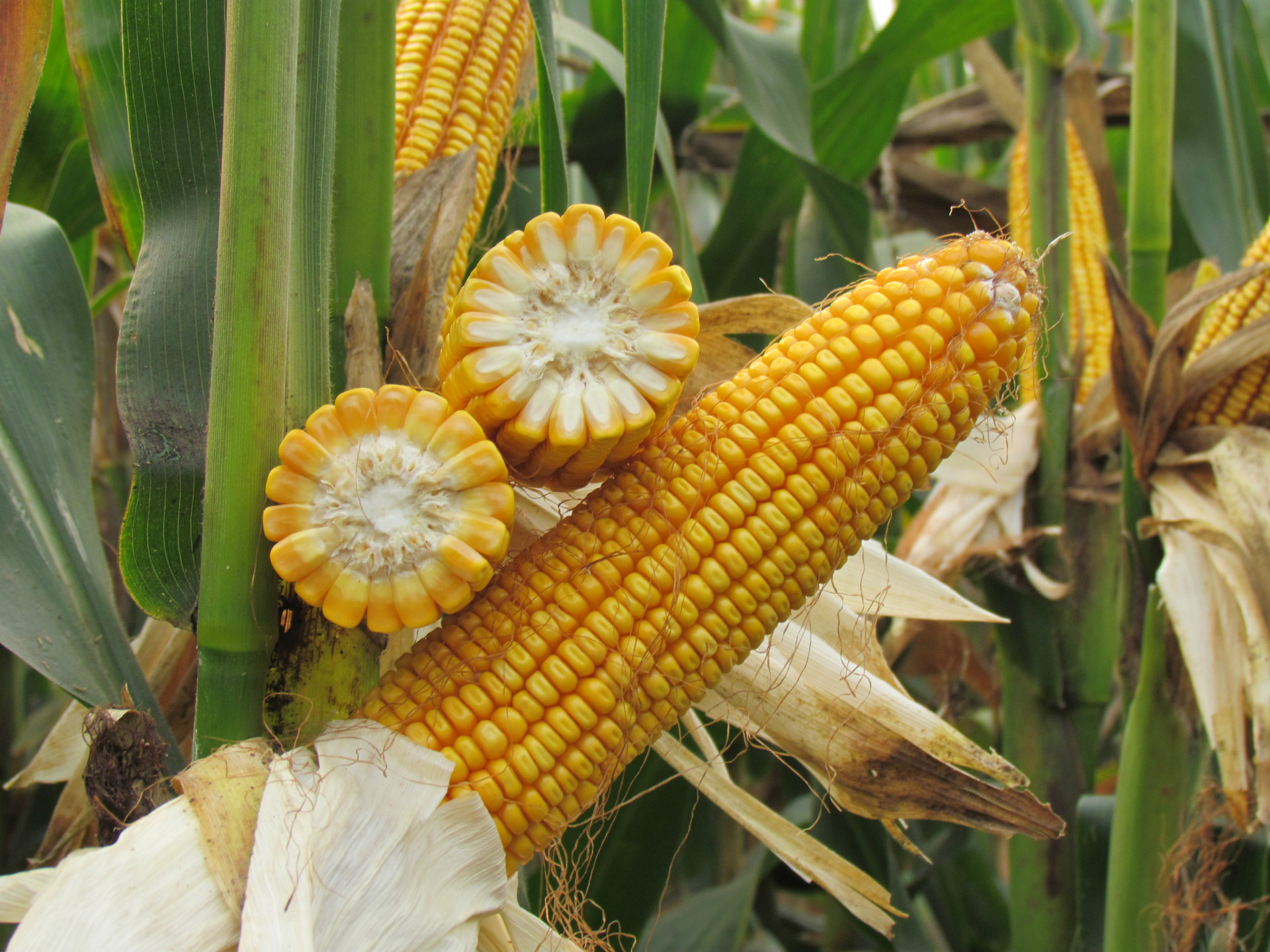 玉米价格对猪饲料价格的影响,玉米价格上涨养猪