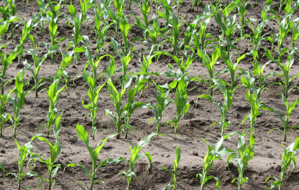 玉米出现大小苗，从这四点入手解决！
