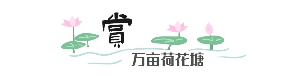 游玩赏荷花景点推荐,国家4a级景区荷花花海介绍